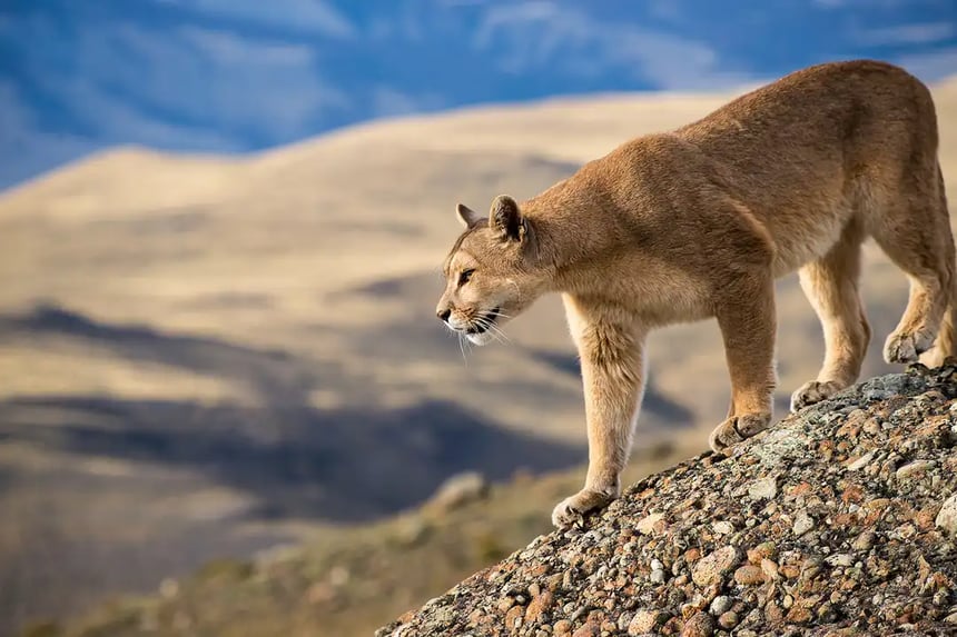 Wild on sale desert patagonia